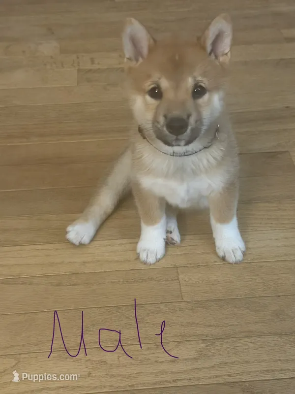 You Name- AKC – Shiba Inu puppy for sale in Boswell, IN