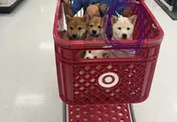 You Name-AKC, a female Shiba Inu for sale in Boswell, IN – 6 of 6