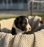 Saturday, a male Australian Shepherd for sale in Richland, WA – 6 of 10