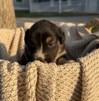 Sunday, a female Australian Shepherd for sale in Richland, WA – 7 of 10