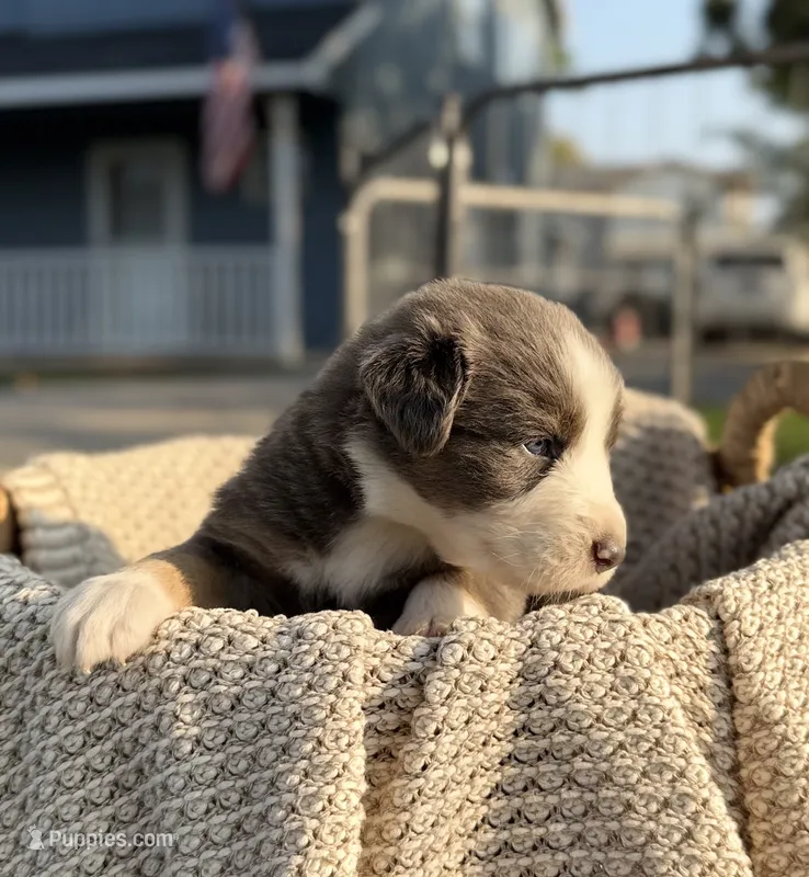 Friday – Australian Shepherd puppy for sale in Richland, WA
