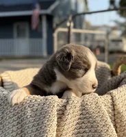 Friday, a male Australian Shepherd for sale in Richland, WA – 1 of 9