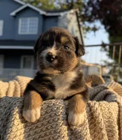 Sunday, a female Australian Shepherd for sale in Richland, WA – 10 of 10