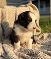 Monday, a male Australian Shepherd for sale in Richland, WA – 9 of 10