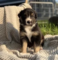 Sunday, a female Australian Shepherd for sale in Richland, WA – 4 of 10