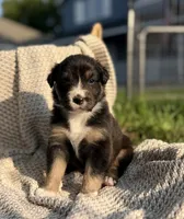 Sunday, a female Australian Shepherd for sale in Richland, WA – 8 of 10