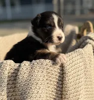 Saturday, a male Australian Shepherd for sale in Richland, WA – 9 of 10