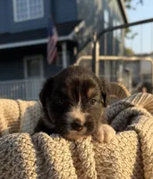 Sunday, a female Australian Shepherd for sale in Richland, WA – 5 of 10
