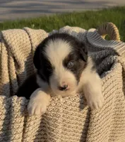 Monday, a male Australian Shepherd for sale in Richland, WA – 3 of 10