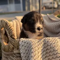 Sunday, a female Australian Shepherd for sale in Richland, WA – 3 of 10