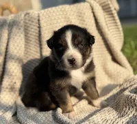 Saturday, a male Australian Shepherd for sale in Richland, WA – 2 of 10