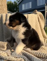 Monday, a male Australian Shepherd for sale in Richland, WA – 7 of 10