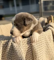 Friday, a male Australian Shepherd for sale in Richland, WA – 9 of 9