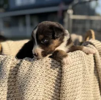 Saturday, a male Australian Shepherd for sale in Richland, WA – 4 of 10