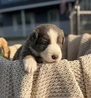 Friday, a male Australian Shepherd for sale in Richland, WA – 2 of 9