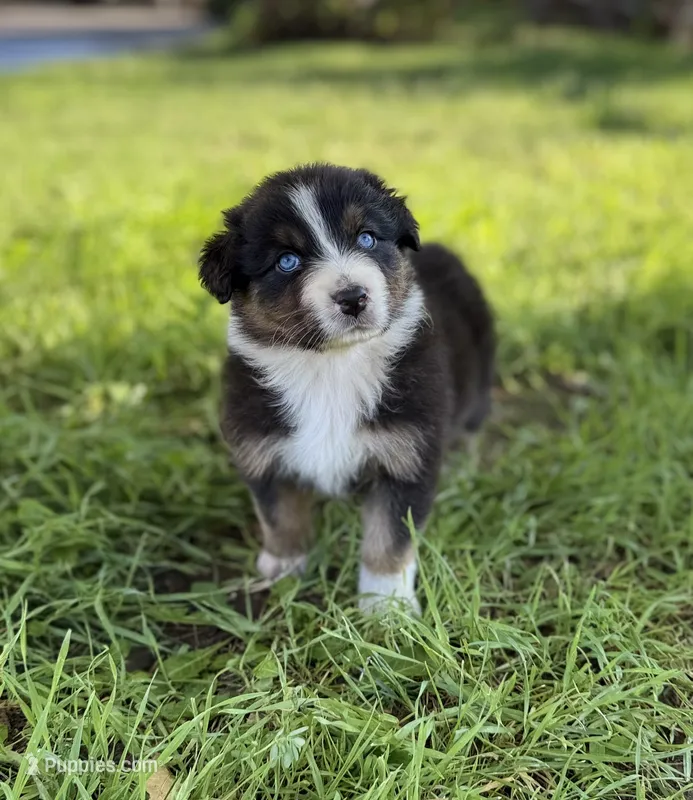 Saturday – Australian Shepherd puppy for sale in Richland, WA