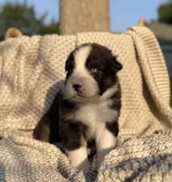 Wednesday, a male Australian Shepherd for sale in Richland, WA – 8 of 8