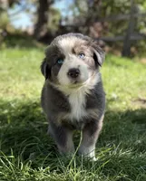 Friday, a male Australian Shepherd for sale in Richland, WA – 2 of 3