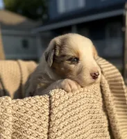 Tuesday, a male Australian Shepherd for sale in Richland, WA – 3 of 10