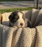 Friday, a male Australian Shepherd for sale in Richland, WA – 6 of 9