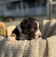 Saturday, a male Australian Shepherd for sale in Richland, WA – 7 of 10