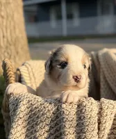 Tuesday, a male Australian Shepherd for sale in Richland, WA – 10 of 10
