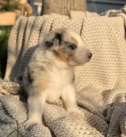 Tuesday, a male Australian Shepherd for sale in Richland, WA – 7 of 10