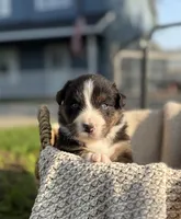Saturday, a male Australian Shepherd for sale in Richland, WA – 3 of 10