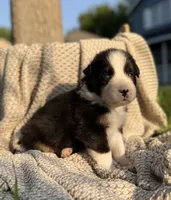 Wednesday, a male Australian Shepherd for sale in Richland, WA – 5 of 8