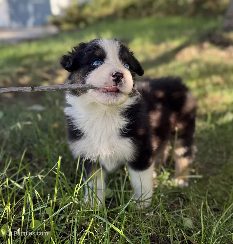Wednesday – Australian Shepherd puppy for sale in Richland, WA