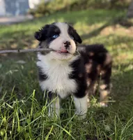 Wednesday, a male Australian Shepherd for sale in Richland, WA – 1 of 2