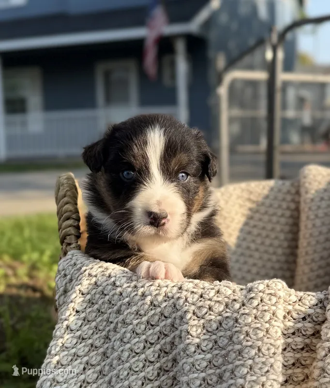 Saturday – Australian Shepherd puppy for sale in Richland, WA
