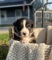 Saturday, a male Australian Shepherd for sale in Richland, WA – 1 of 10