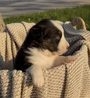 Monday, a male Australian Shepherd for sale in Richland, WA – 2 of 10