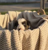 Monday, a male Australian Shepherd for sale in Richland, WA – 6 of 10