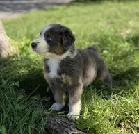 Friday, a male Australian Shepherd for sale in Richland, WA – 1 of 3