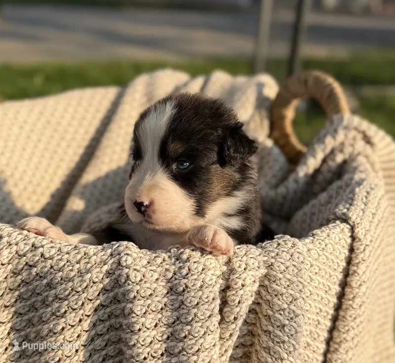 Wednesday – Australian Shepherd puppy for sale in Richland, WA