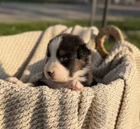 Wednesday, a male Australian Shepherd for sale in Richland, WA – 1 of 8