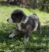 Friday, a male Australian Shepherd for sale in Richland, WA – 3 of 3