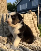Monday, a male Australian Shepherd for sale in Richland, WA – 10 of 10
