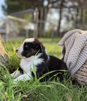 Monday, a male Australian Shepherd for sale in Richland, WA – 5 of 10
