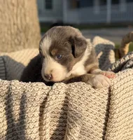 Friday, a male Australian Shepherd for sale in Richland, WA – 8 of 9