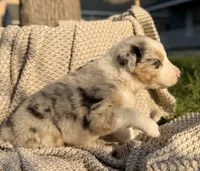 Tuesday, a male Australian Shepherd for sale in Richland, WA – 2 of 10
