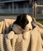 Monday, a male Australian Shepherd for sale in Richland, WA – 8 of 10