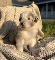 Tuesday, a male Australian Shepherd for sale in Richland, WA – 8 of 10
