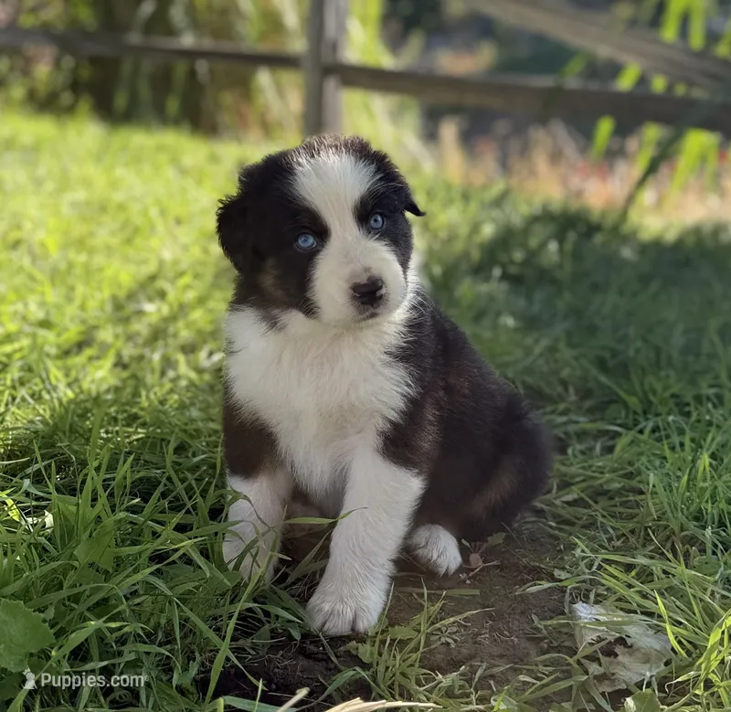 Monday – Australian Shepherd puppy for sale in Richland, WA