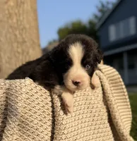 Wednesday, a male Australian Shepherd for sale in Richland, WA – 3 of 8