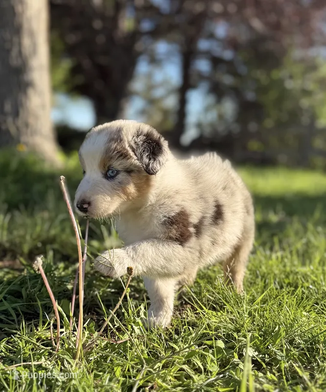 Tuesday – Australian Shepherd puppy for sale in Richland, WA
