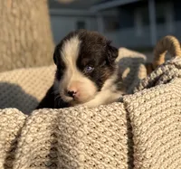 Wednesday, a male Australian Shepherd for sale in Richland, WA – 4 of 8
