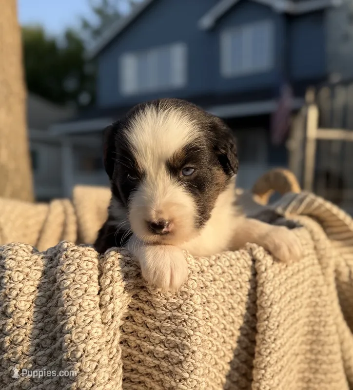 Monday – Australian Shepherd puppy for sale in Richland, WA